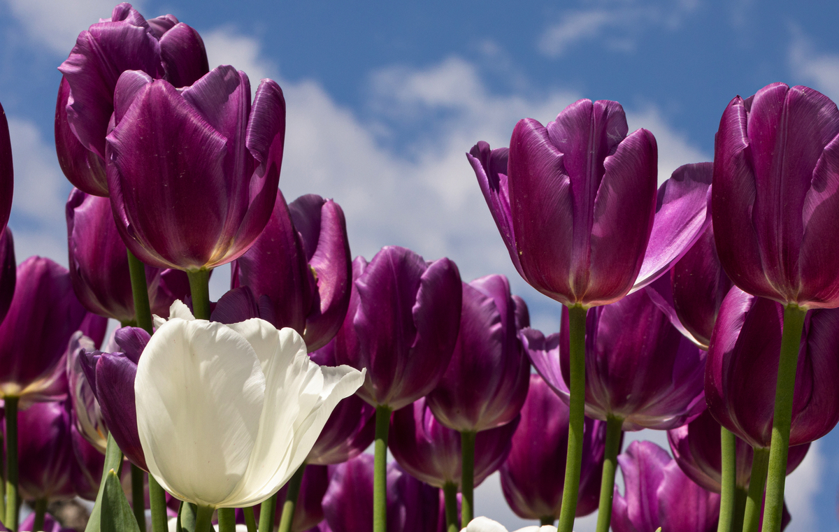 tulipes blanches et violettes - © sarenac77 - stock.adobe.com