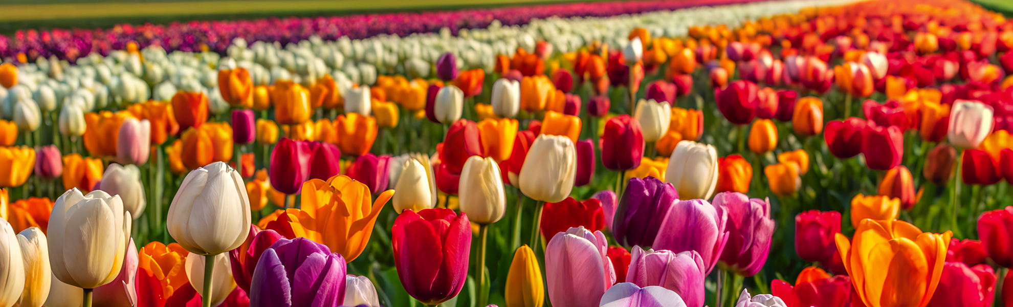 Champ de tulipes - © Panoy - stock.adobe.com