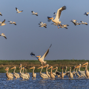 Pélicans blancs, delta du Danube