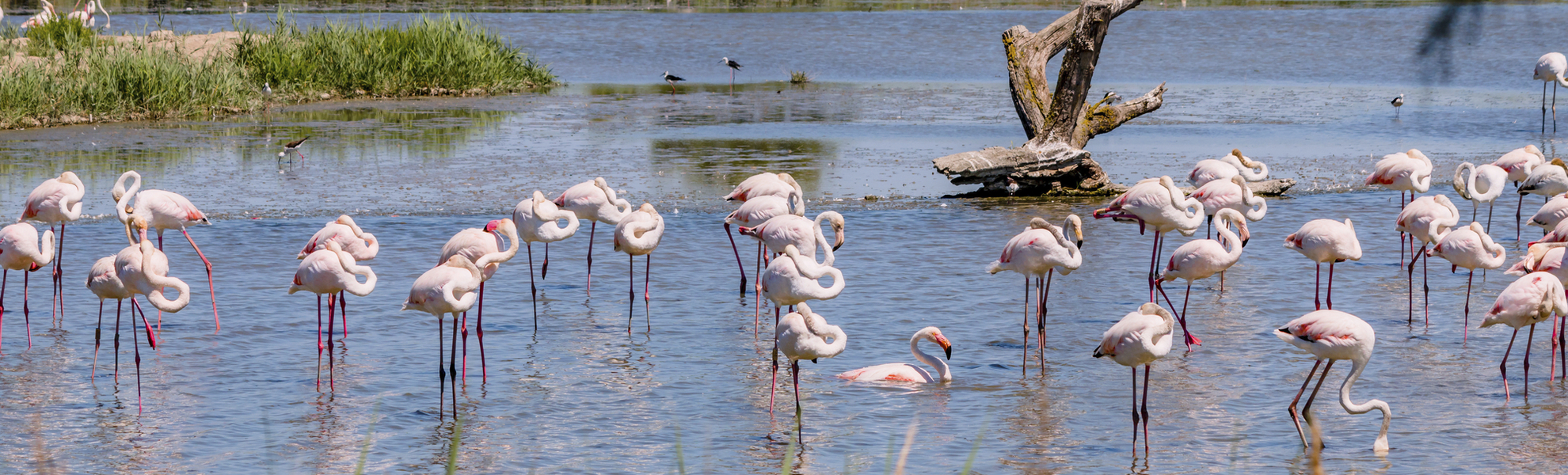 Flamants roses en Camargue - © Gerald Villena - stock.adobe.com