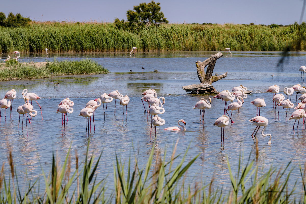 Flamants roses en Camargue - © Gerald Villena - stock.adobe.com