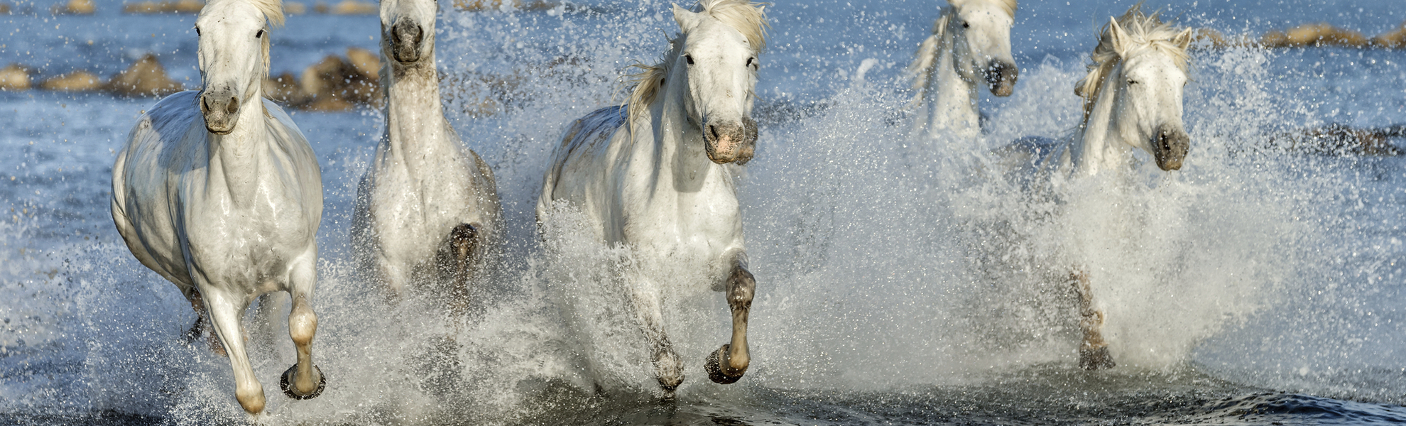 Weisse Wildpferde in der Camargue - © shutterstock_295417121