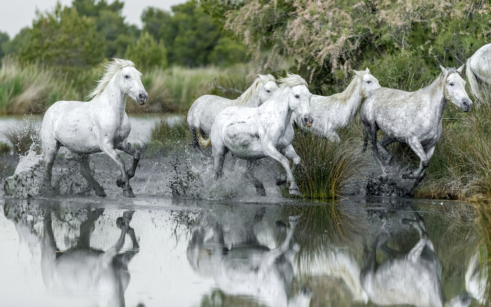 Camargue, Chevaux - © shutterstock_280048706